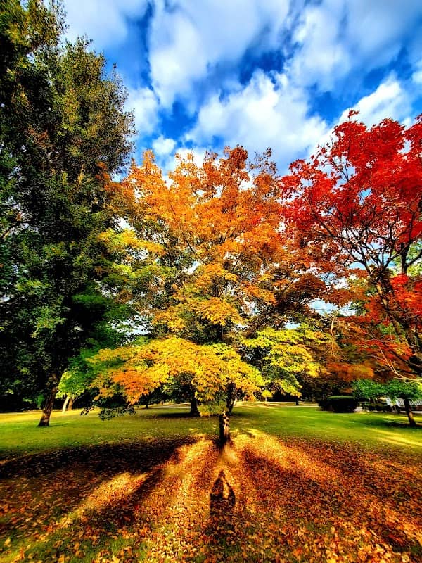 Memorial Park - Image 2