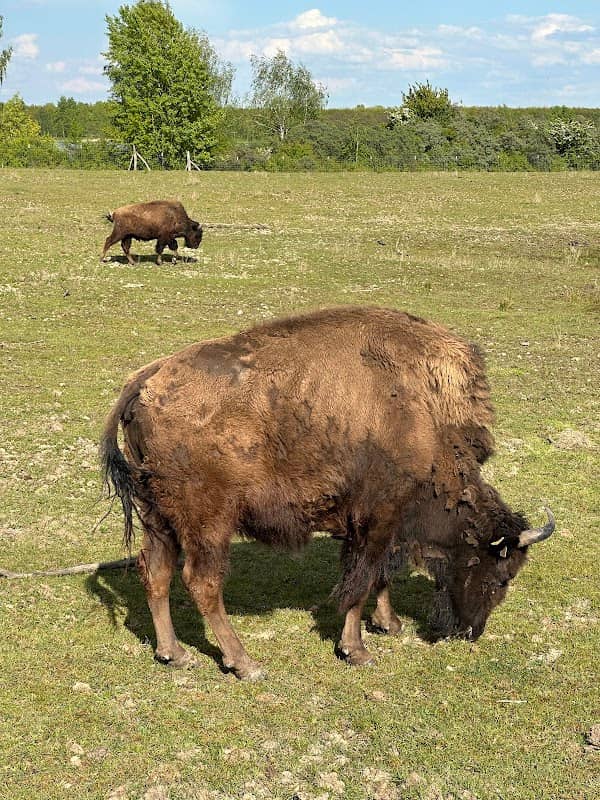 Bisongehege - Image 1