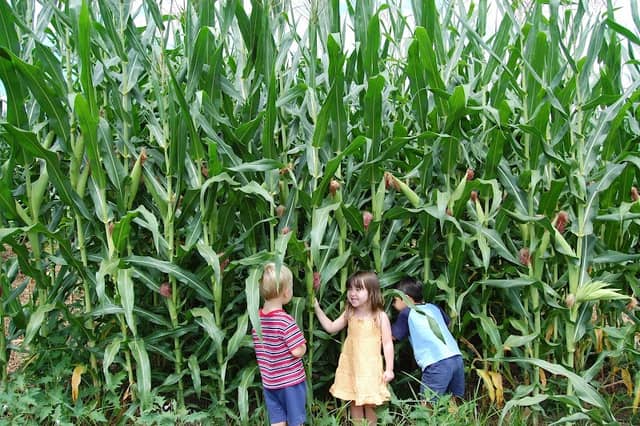 Eliada Corn Maze - Image 1
