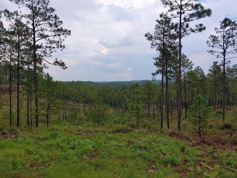 Longleaf Vista Nature Trail - Image 1