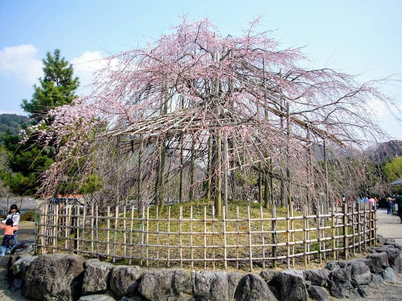 Weeping Cherry Blossoms (Uji Park) - Image 3
