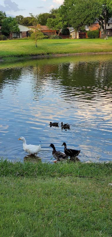 Duck Pond Park - Image 1