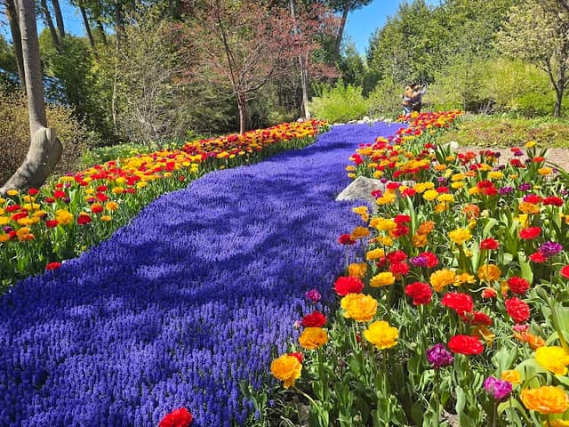 The Secret Garden - Image 1