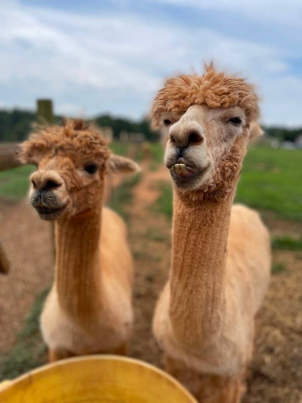Smith Mountain Lake Farm Alpacas - Image 1