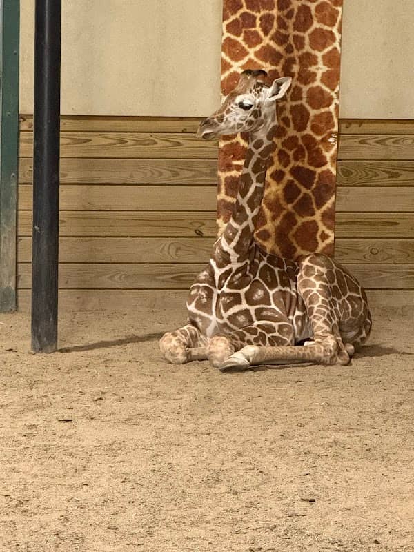 Keystone Safari - Image 2