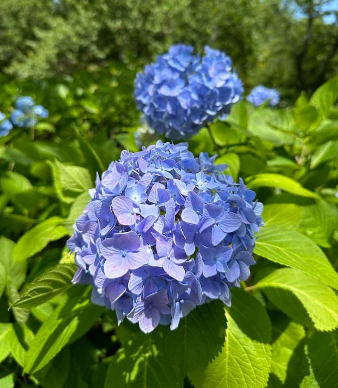 Sōgo-Reido Ajisai-en (Hydrangea Park) - Image 1