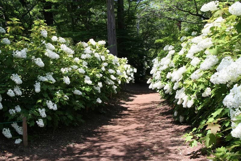 Sōgo-Reido Ajisai-en (Hydrangea Park) - Image 2