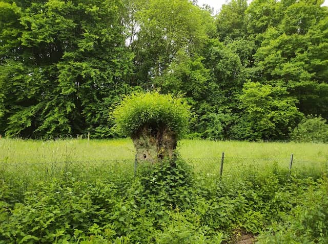 Grünzug an der Gesamtschule - Image 2