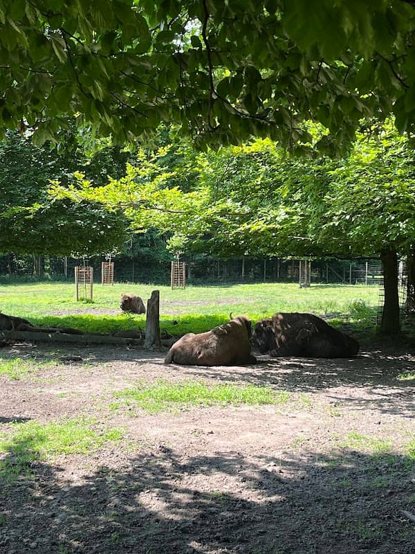 Wisent-Gehege - Image 2