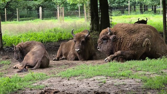 Wisent-Gehege - Image 1