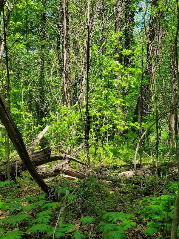 North Woods Nature Trails - Image 2