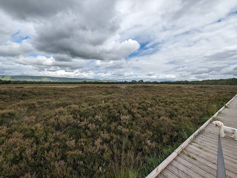 Lenzie Moss - Image 2