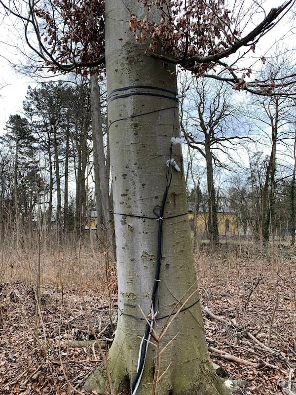 Talking Tree - Image 1