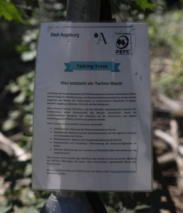 Talking Tree - Image 2
