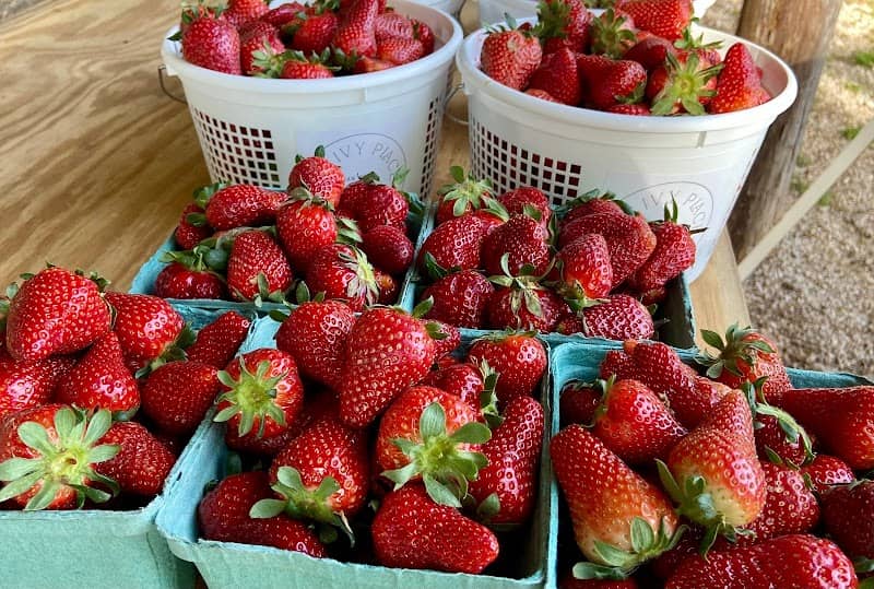 The Ivy Place Berry and Flower Farm - Image 1