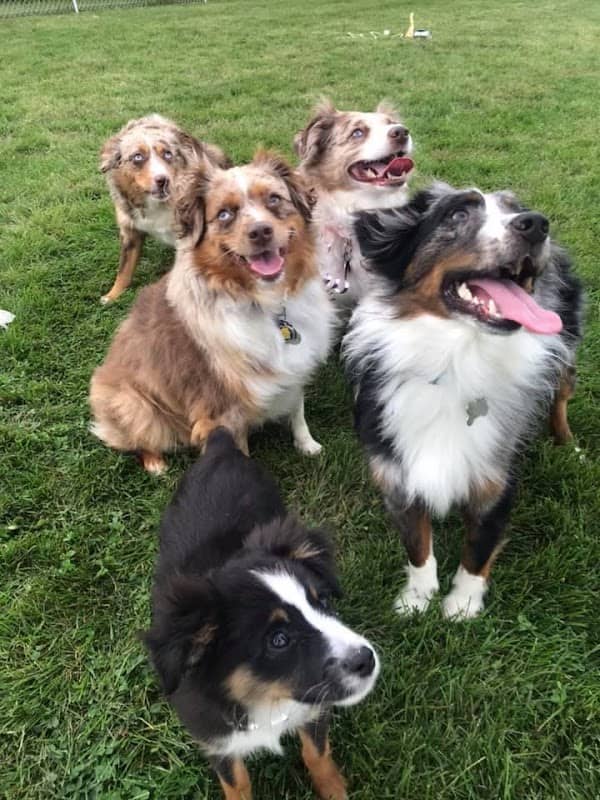 Stewartville Dog Park - Image 2