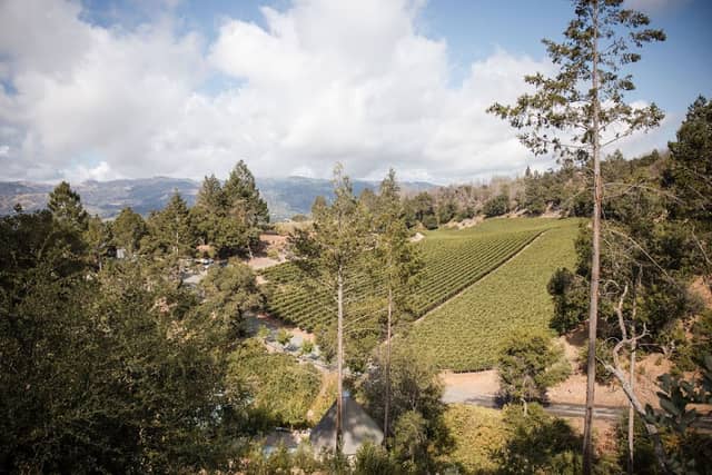 Forman Vineyard - Image 1