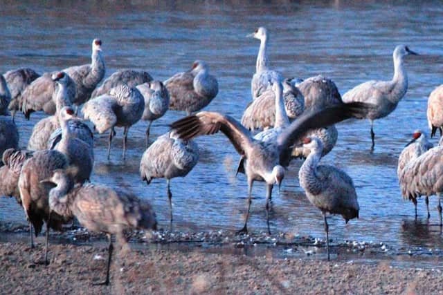 North Platte City Sandhill Crane Viewing Blind - Image 2