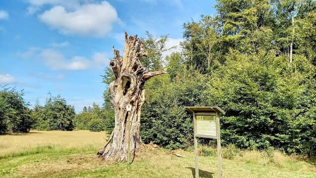 Schillerbuche - Image 1
