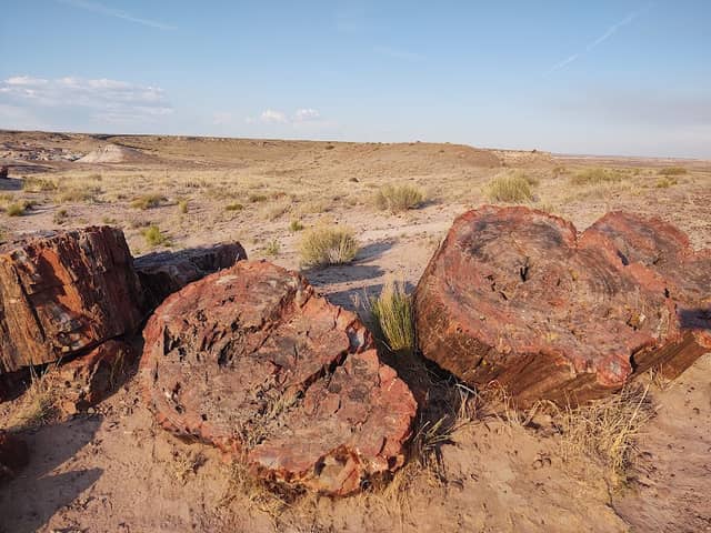 Jasper Forest - Image 2