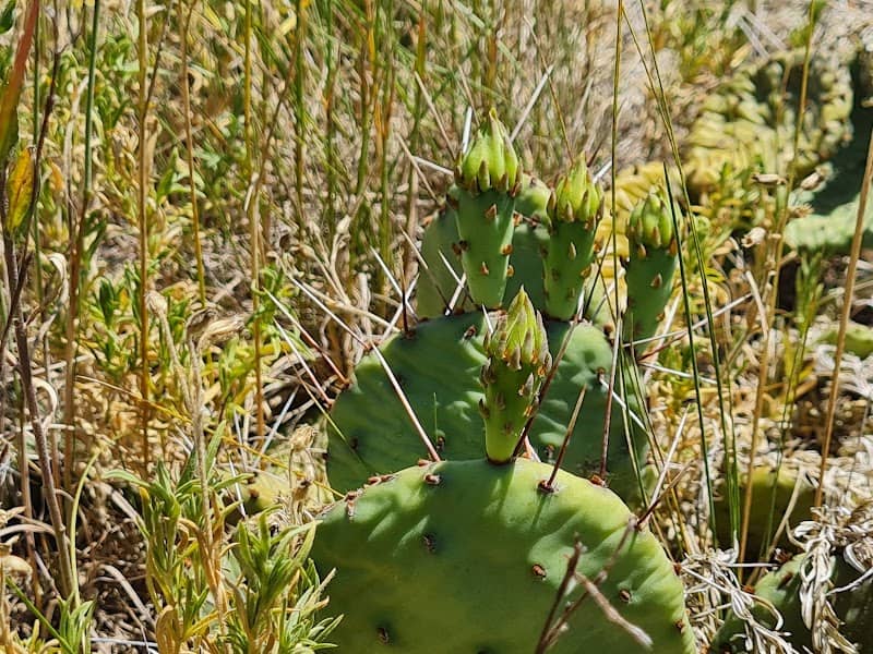 Karner Blue Nature Sanctuary - Image 1