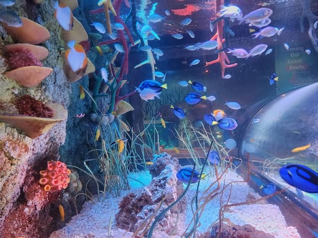 SeaLife Aquarium at LEGOLAND - Image 1
