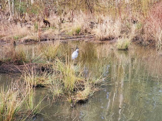 Sherwood Wetlands Park - Image 1