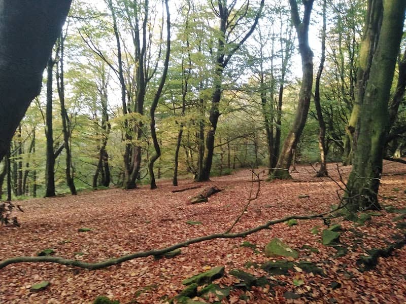Roddlesworth Wood - Image 2