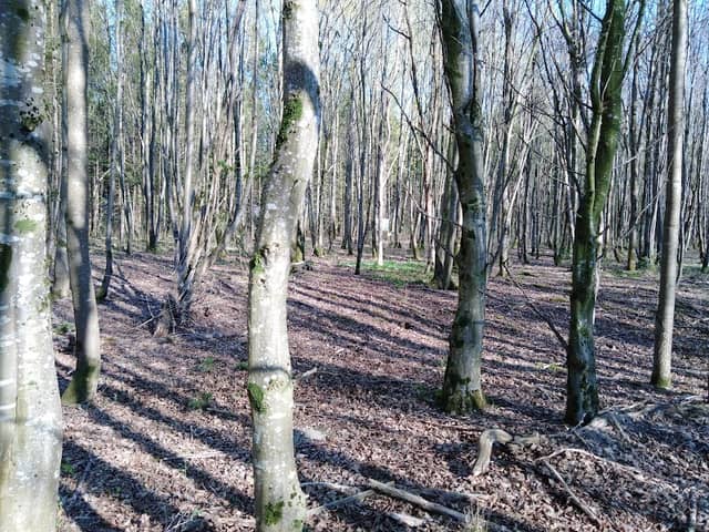Themenwald Scheuring - Image 1