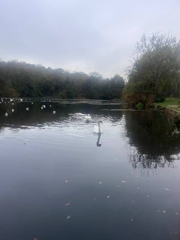 Duck Feeding Point - Image 2