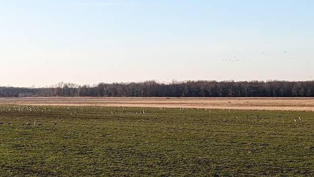 Sandhill Crane Observation Area - Image 1
