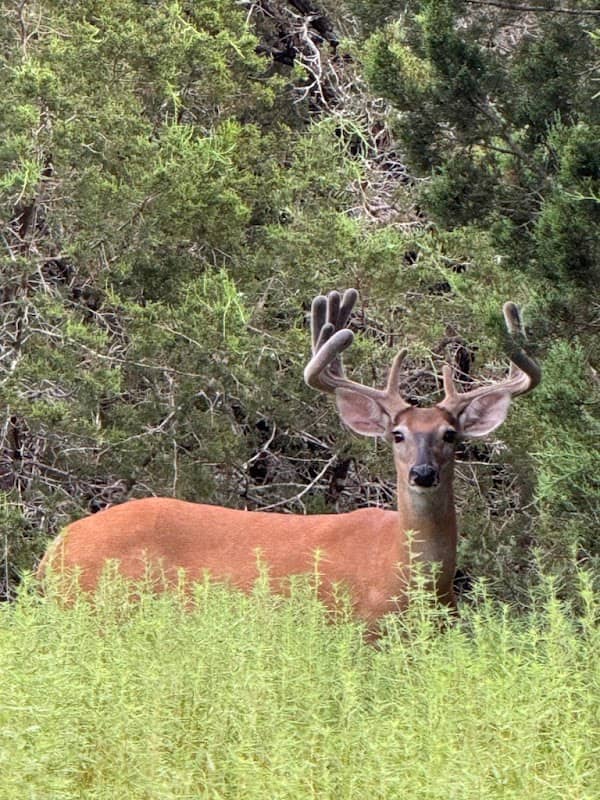 6S River Ranch - Image 1