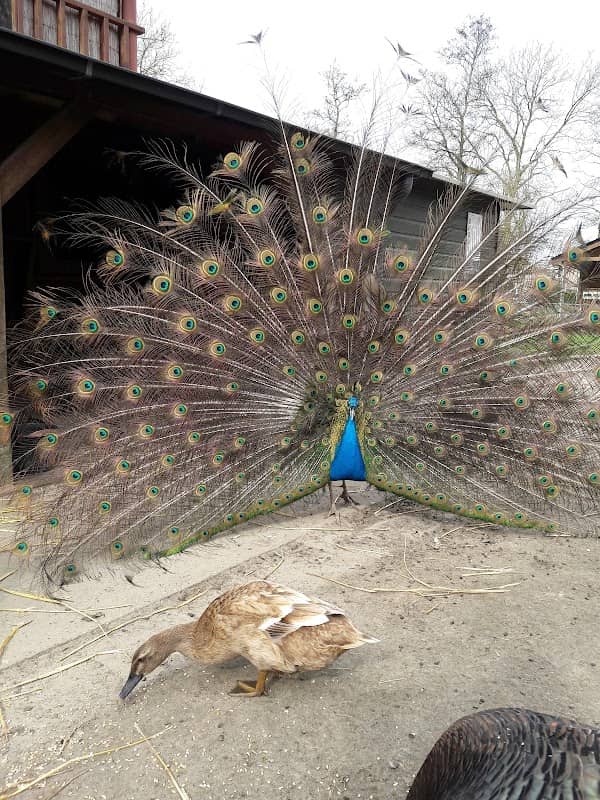 Kinderboerderij Winsum - Image 1