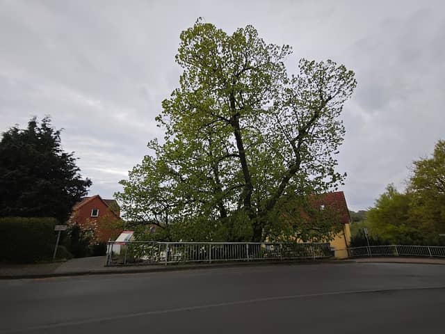 Die Tanzlinde von Niedenstein - Image 1