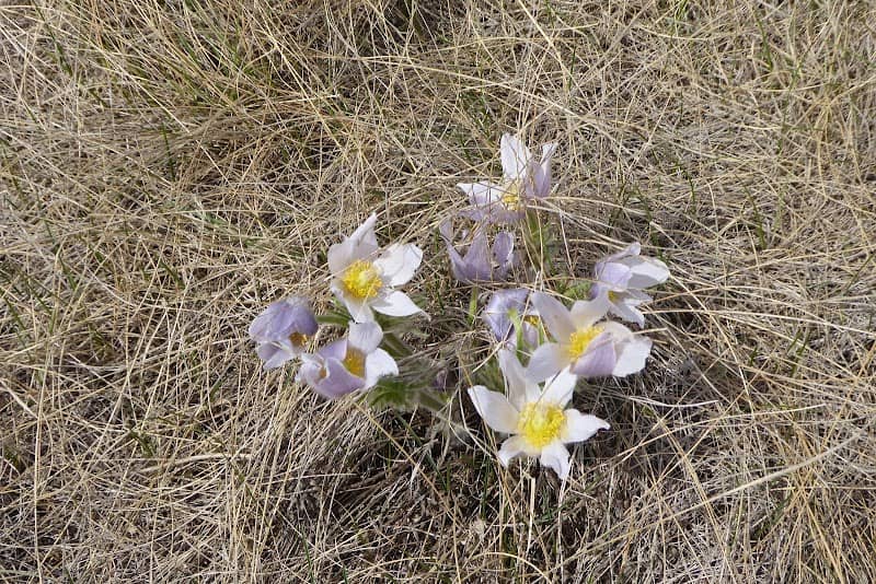 Northeast Swale - Image 1