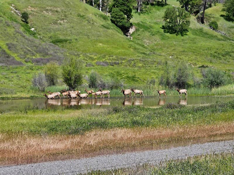 Phipps Creek Elk Viewing Area - Image 2