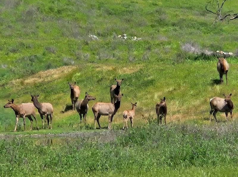 Phipps Creek Elk Viewing Area - Image 3