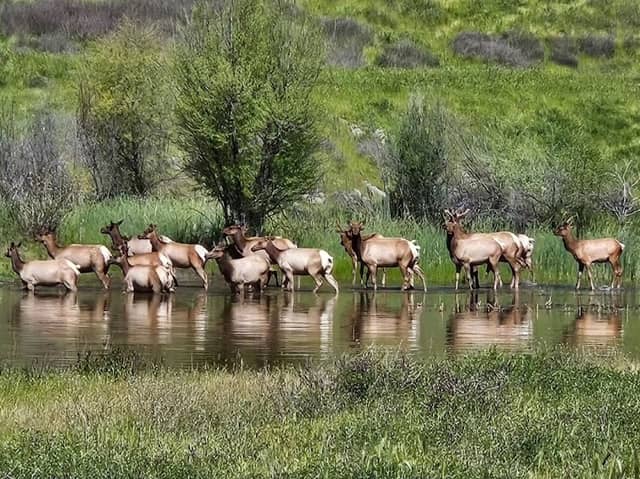 Phipps Creek Elk Viewing Area - Image 1