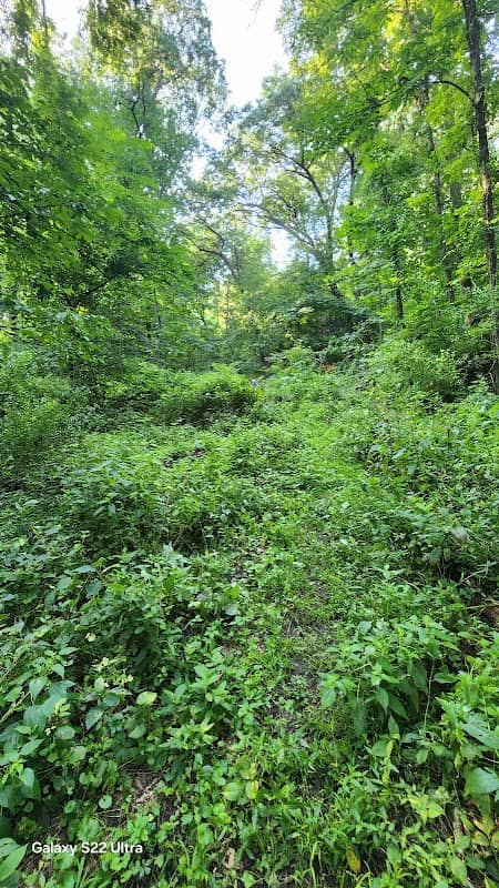 Shimek Ravine (Bur Oak Land Trust) - Image 2