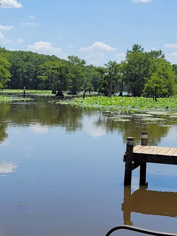 Caddo Lake - Image 1