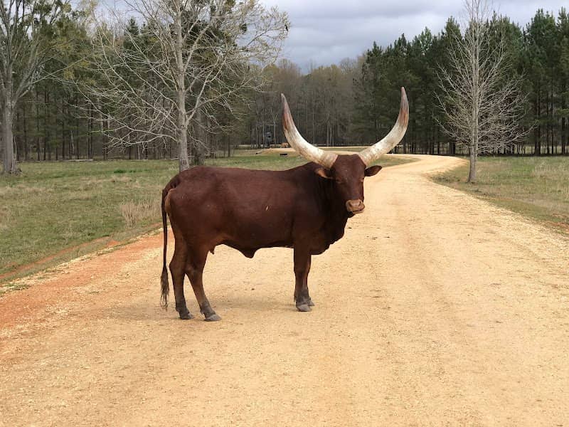 Alabama Safari Park - Image 2