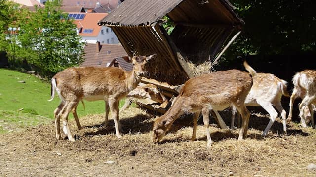 Wildtiergehege - Image 1