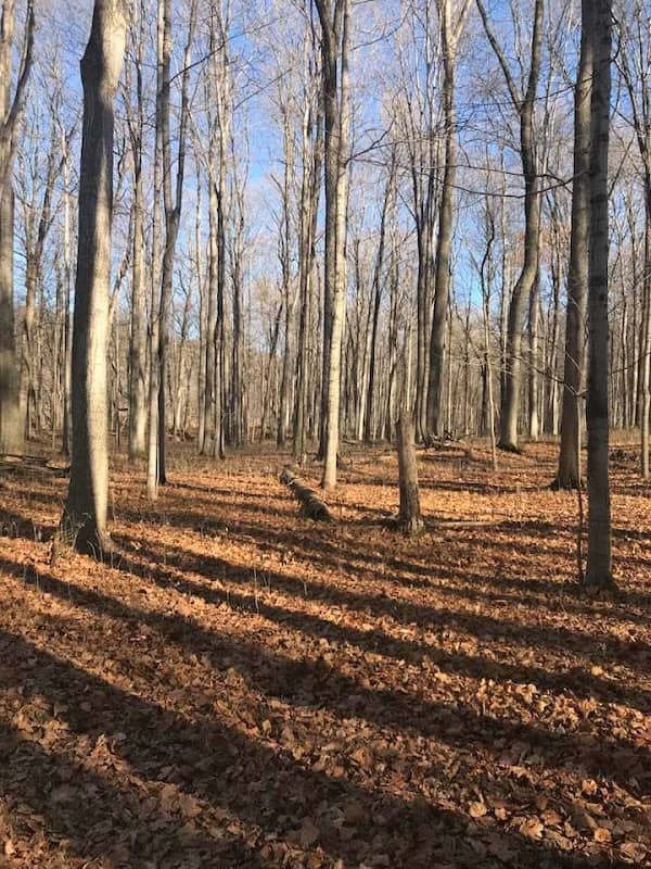 Kains Woods - Image 2
