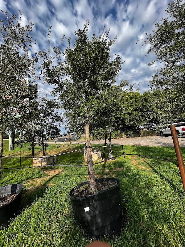 Barrera's Nursery and Landscaping - Image 2