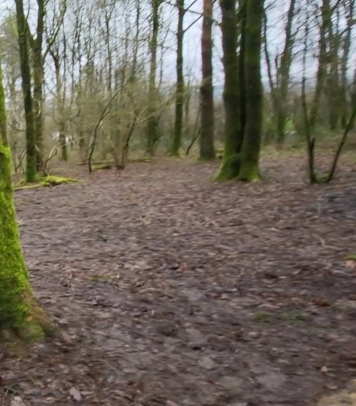 George's Wood Ainsworth - Image 2