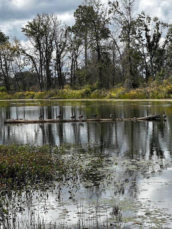 Turtle Observation Deck - Image 2