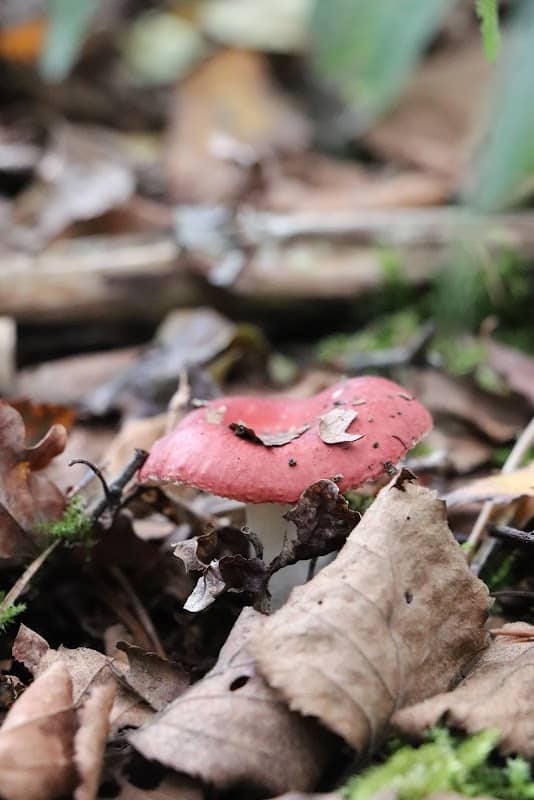 Beegderheide - Image 2