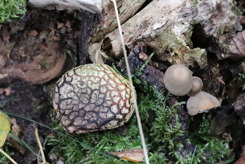 Beegderheide - Image 1
