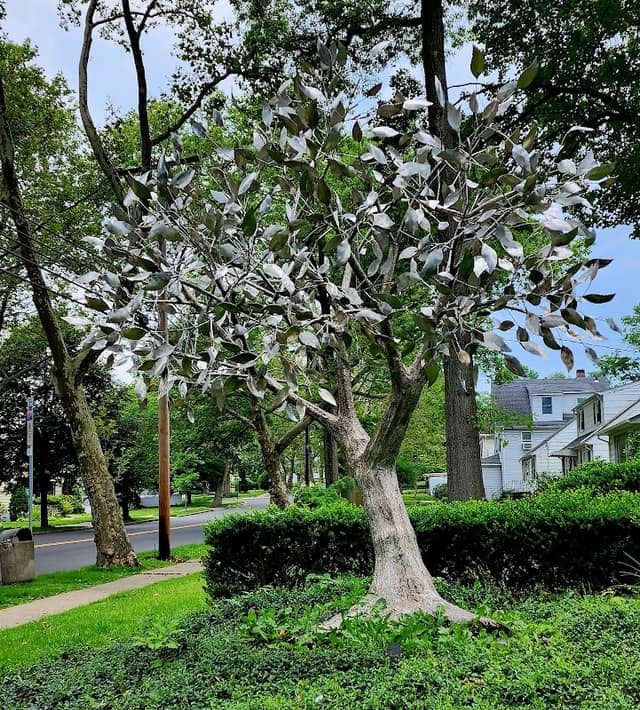 Silver Sentinel - Image 4