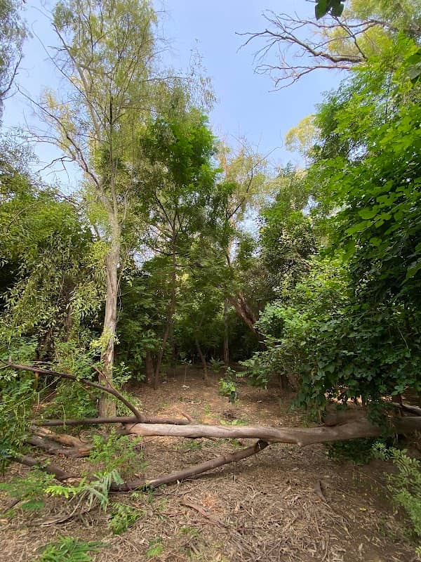 Montu & davinderpal’s jungle - Image 1